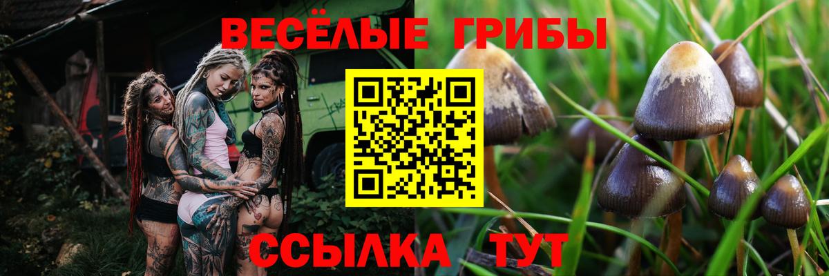 Псилоцибиновые грибы GOLDEN TEACHER Удомля
